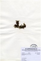 藏品(匍匐網翼藻)的圖片